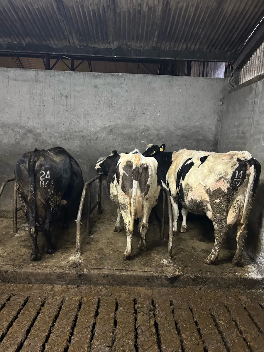 3 in calf cows - Image 1