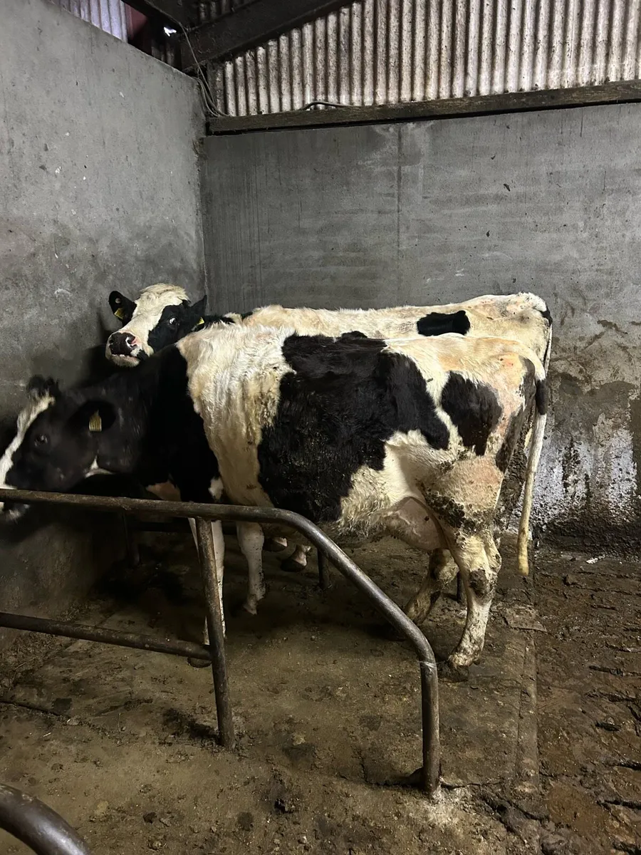 3 in calf cows - Image 3