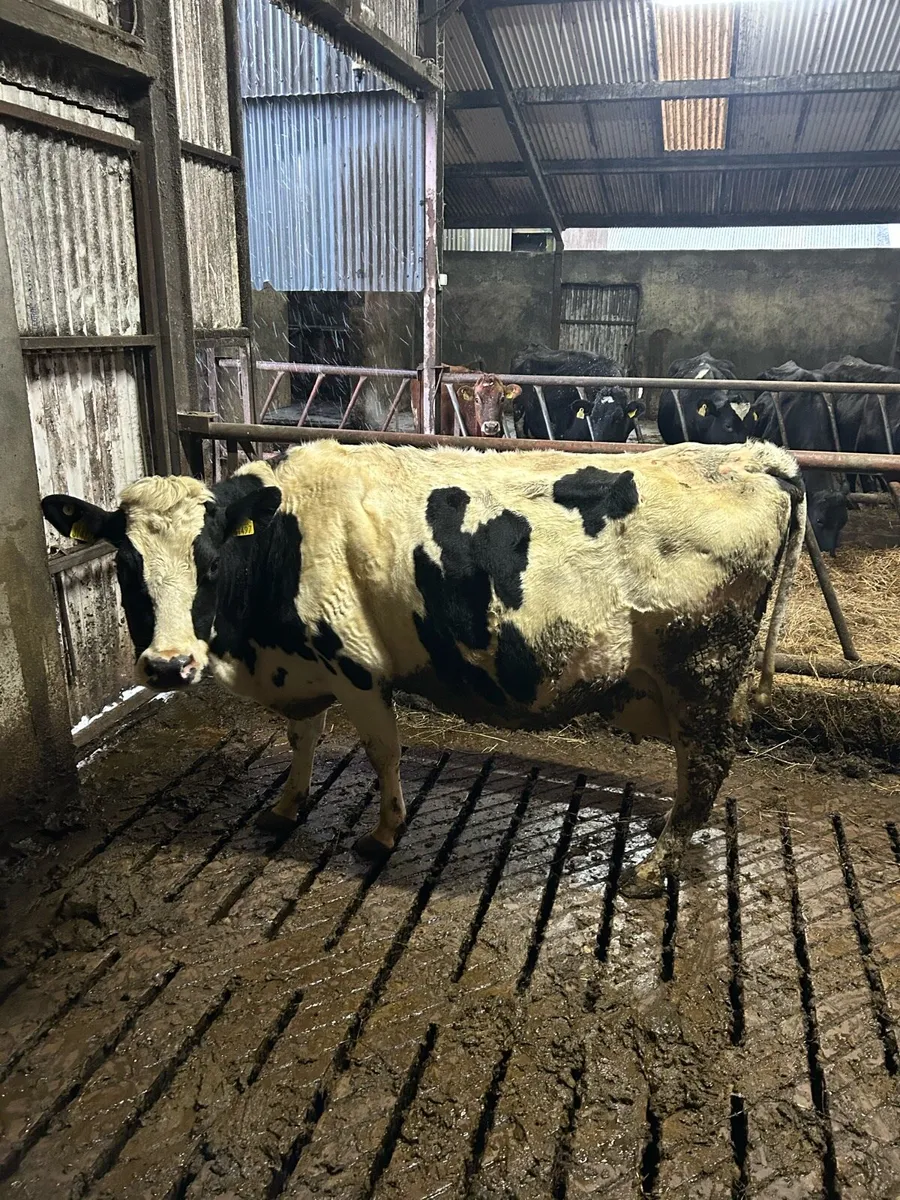 3 in calf cows - Image 4