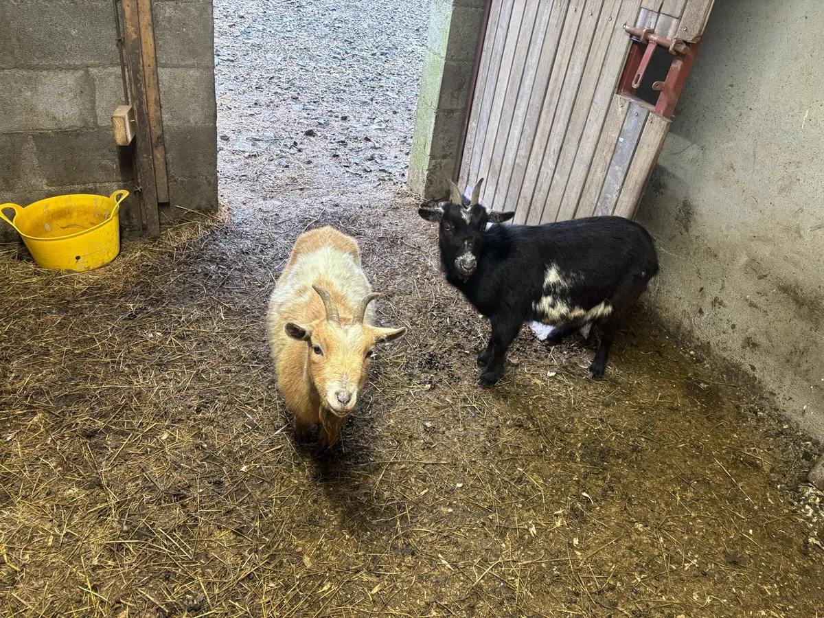 Pygmy goats - Image 1
