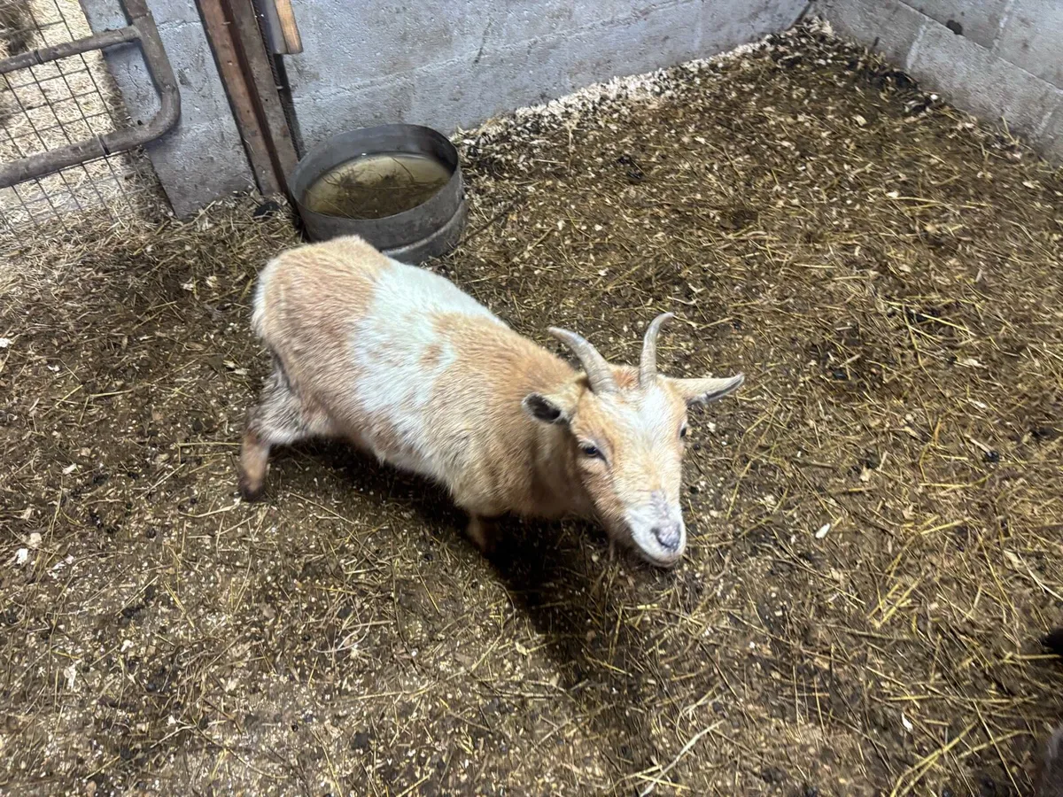 Pygmy goats - Image 3