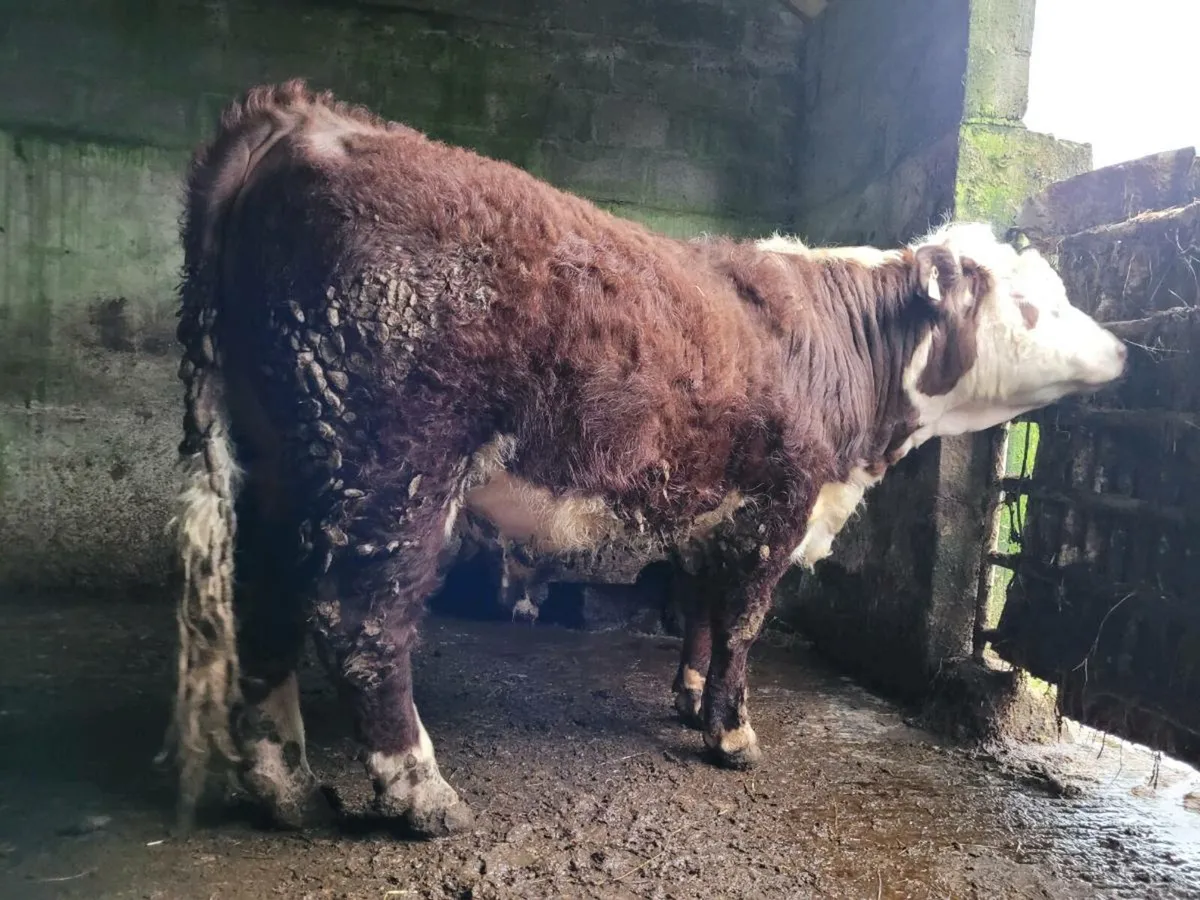 PBR Hereford bull - Image 2