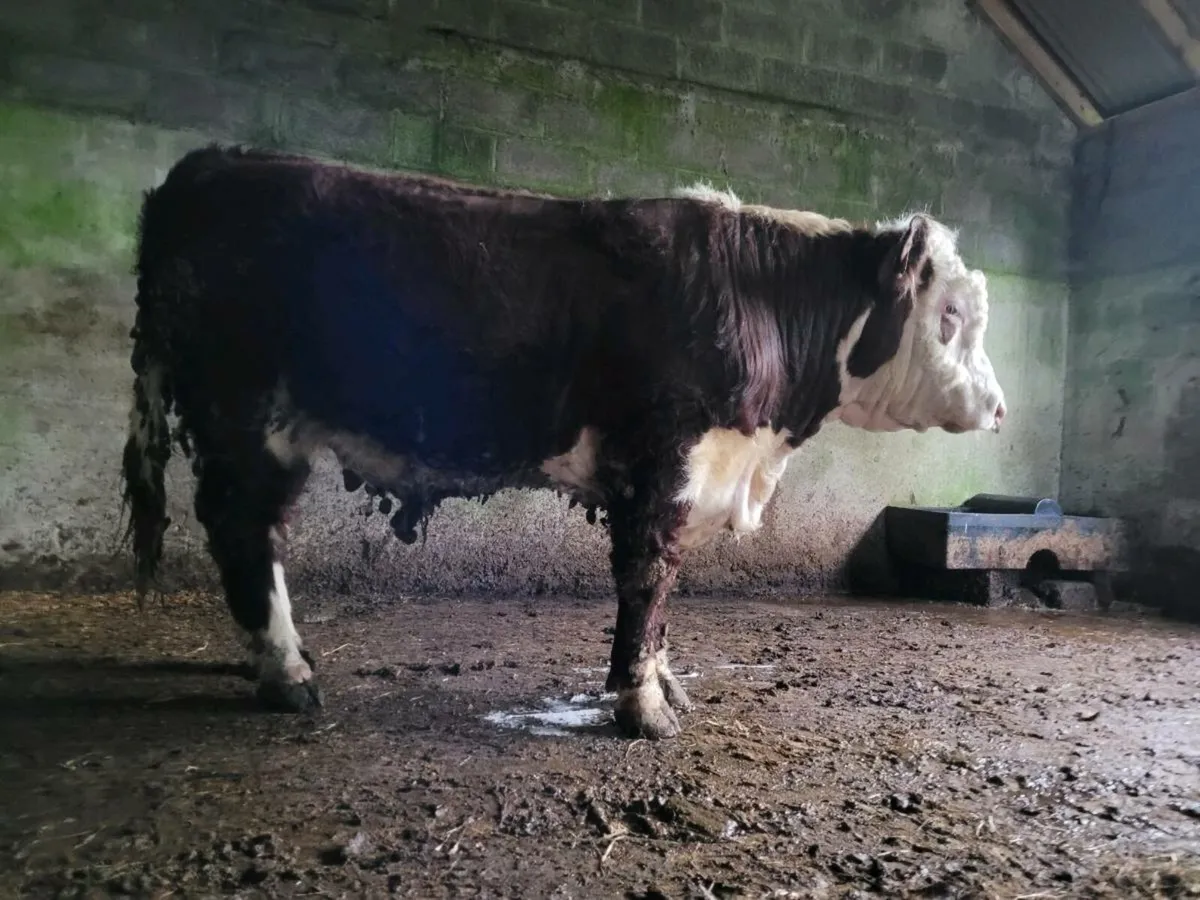 PBR Hereford bull - Image 3