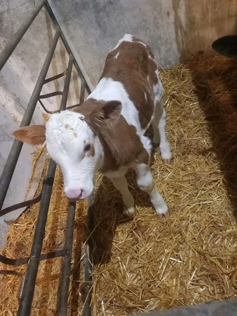 Bull calves - Image 1