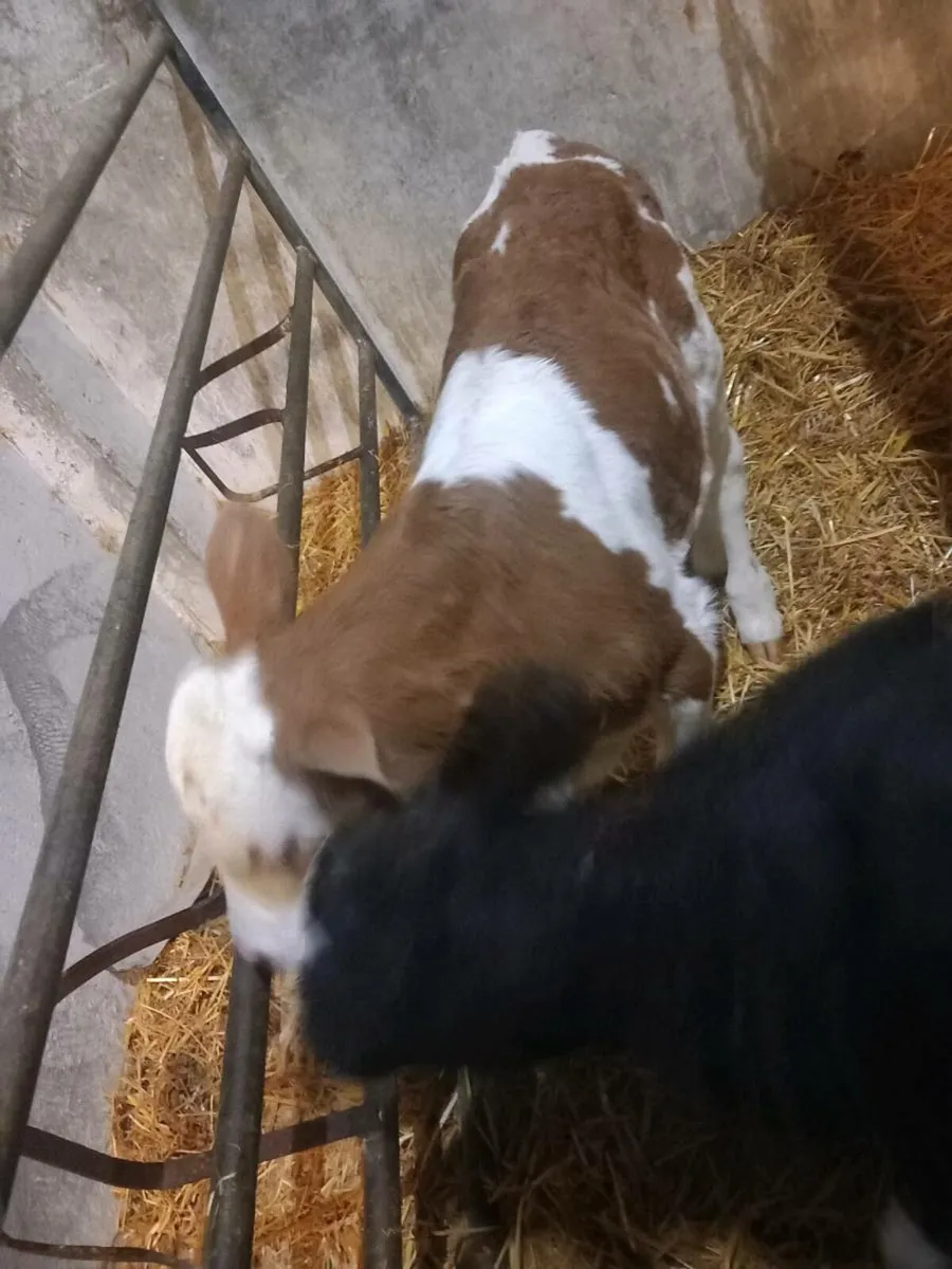 Bull calves - Image 2