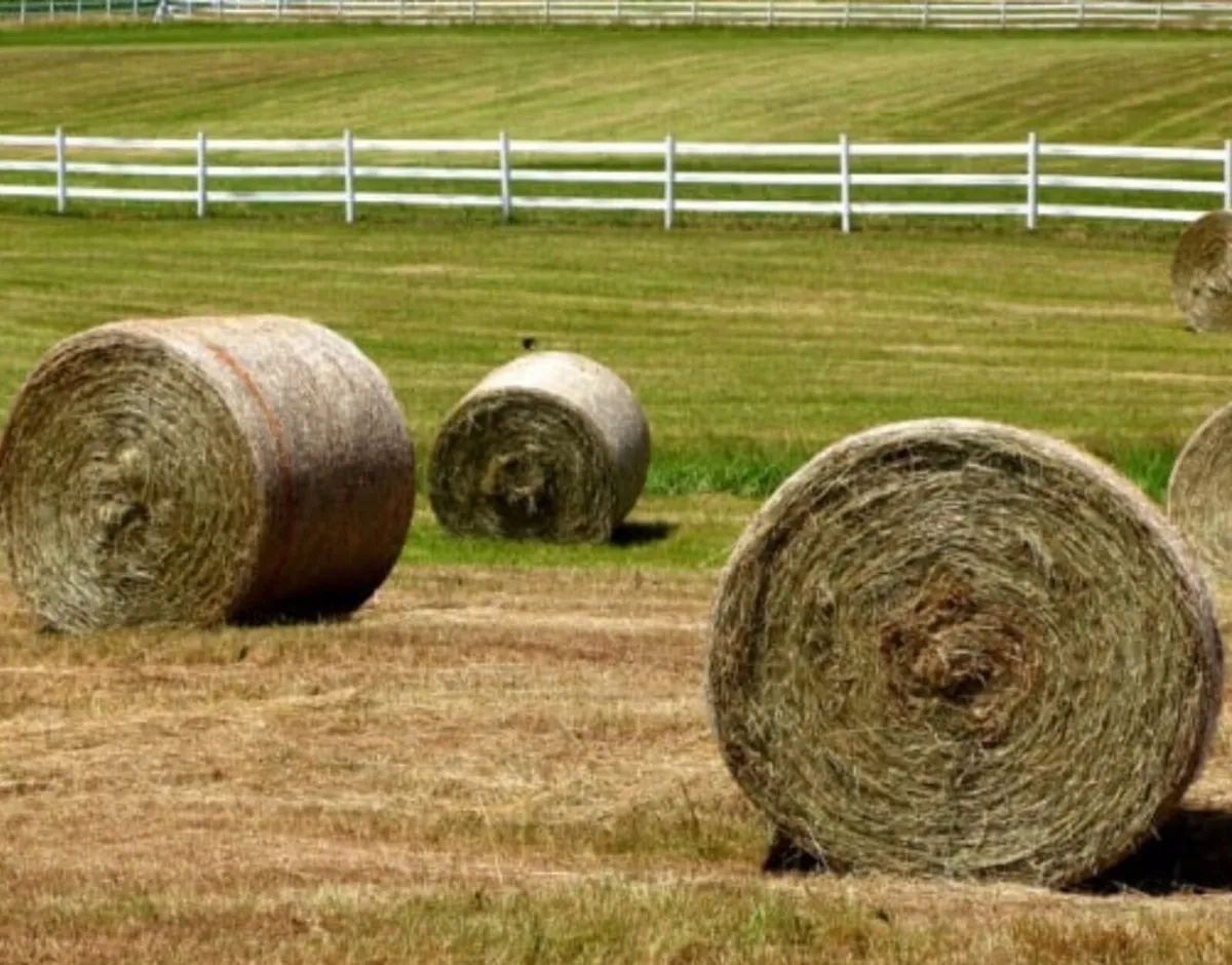 Hay and silage