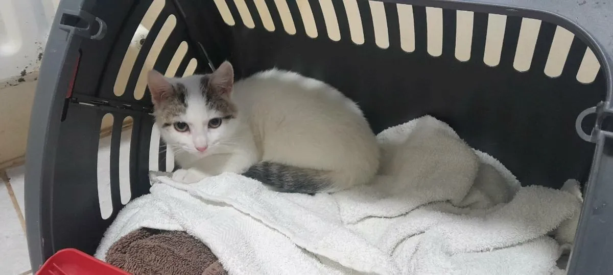 Frienly kittens Vet checked - Image 1