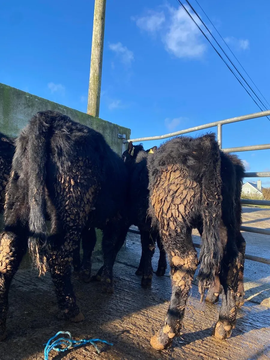 ⭐️4 super suckler bread heifers⭐️ - Image 2