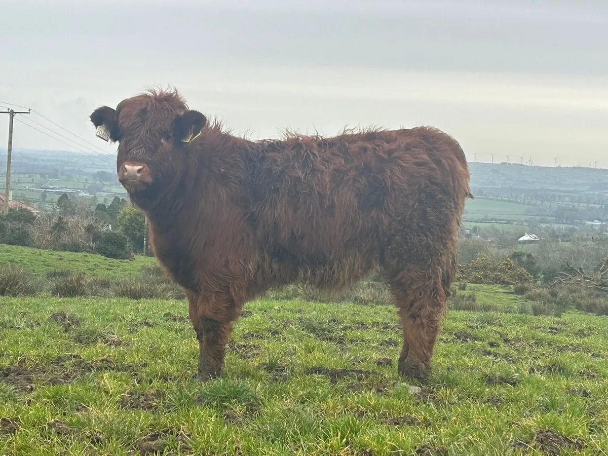 Carnaross Mart Tues eve 17 Feb - Weanling Heifer - Image 1