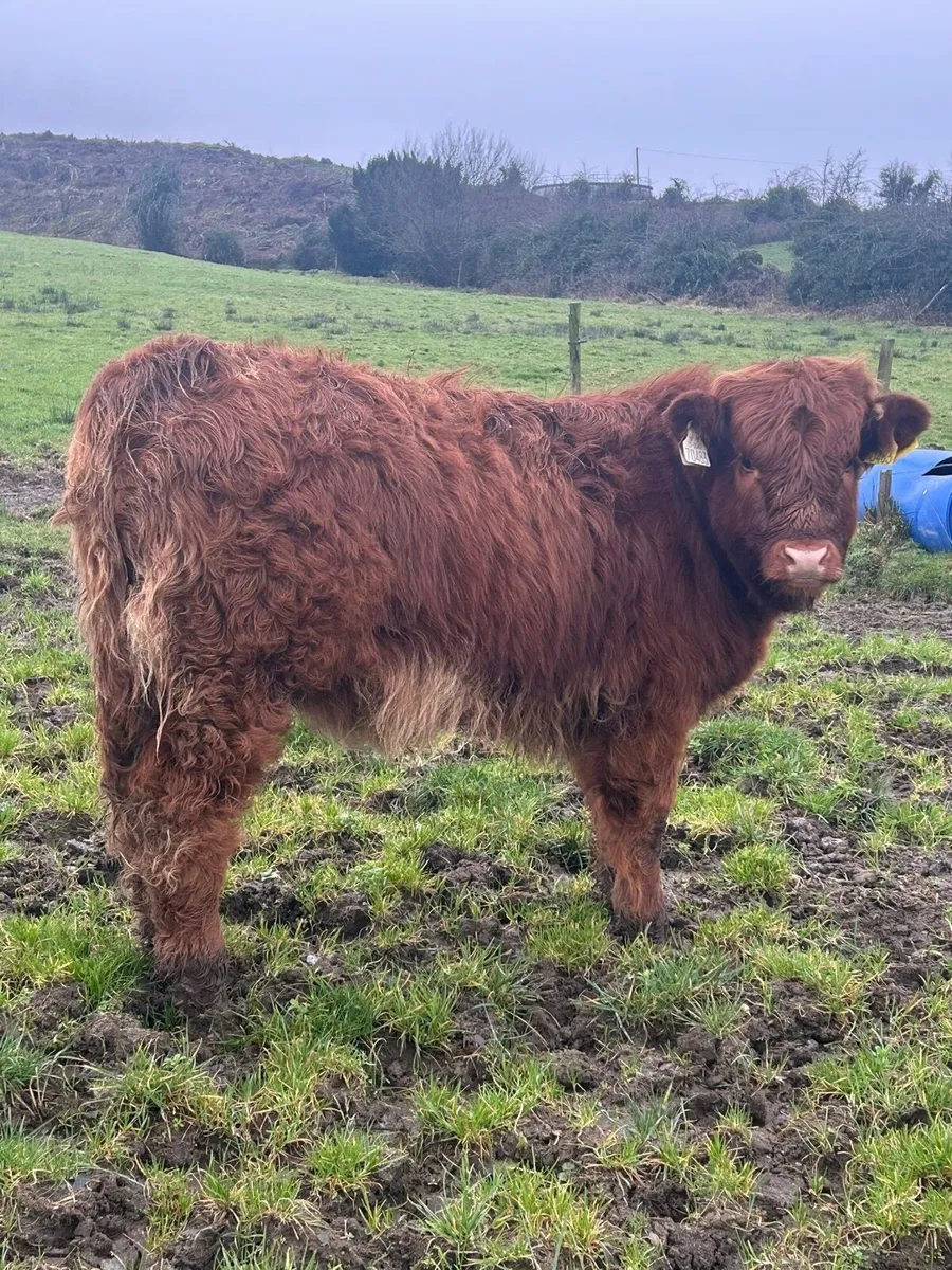 Carnaross Mart Tues eve 17 Feb - Weanling Heifer - Image 2