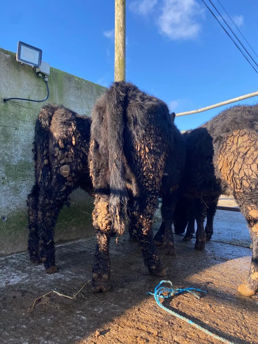 ⭐️4 super suckler bread heifers⭐️ - Image 3