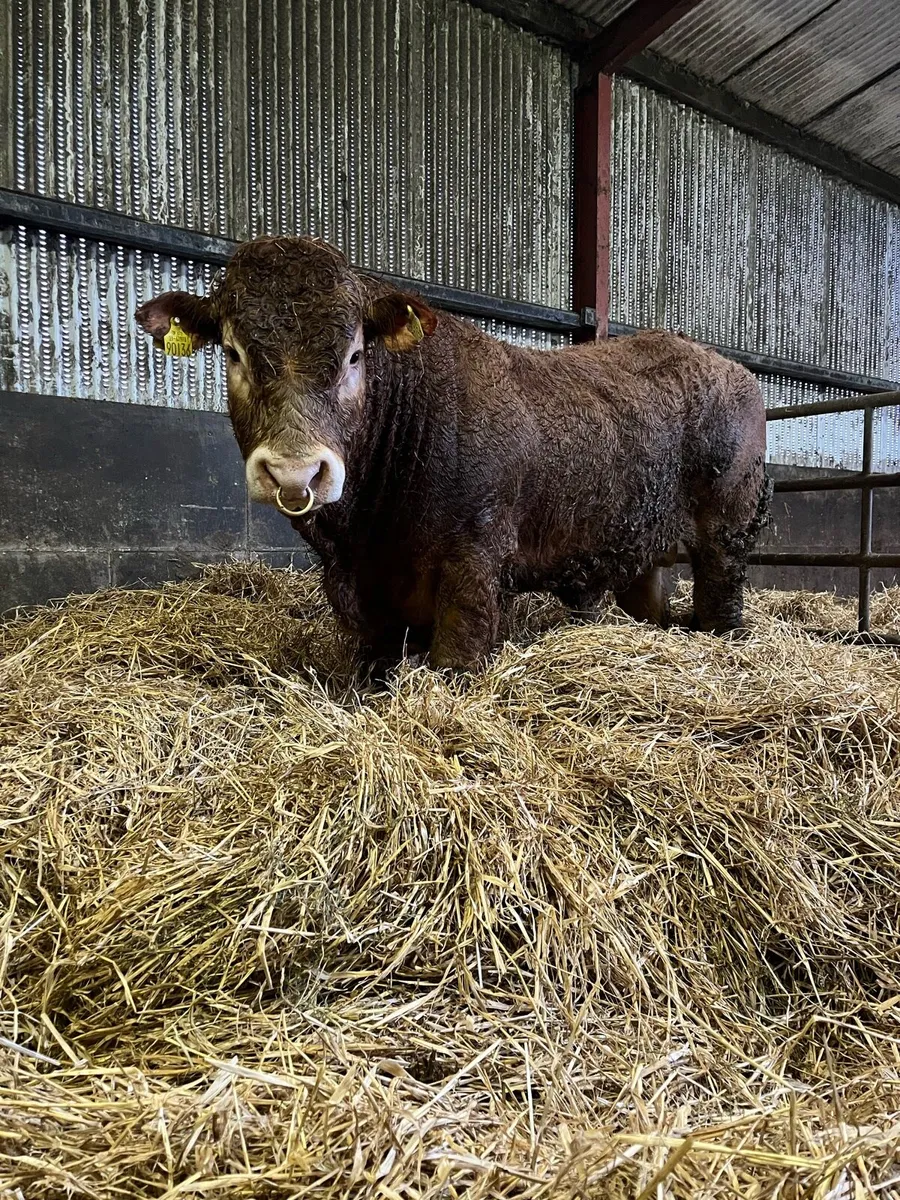 Limousin bull - Image 3