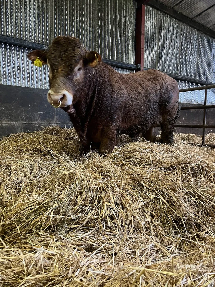 Limousin bull - Image 4