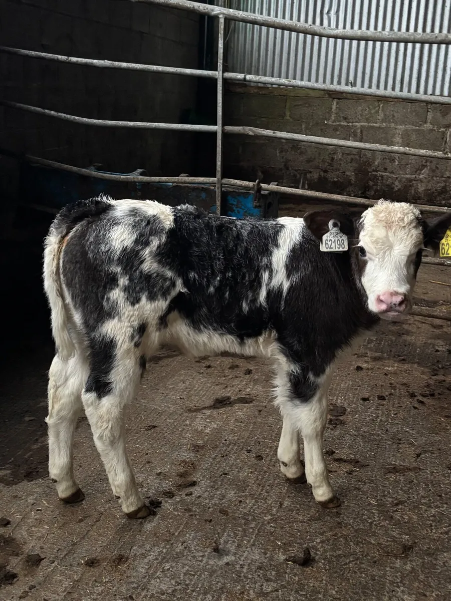 Outstanding Suckler bred Blue calf - Image 2