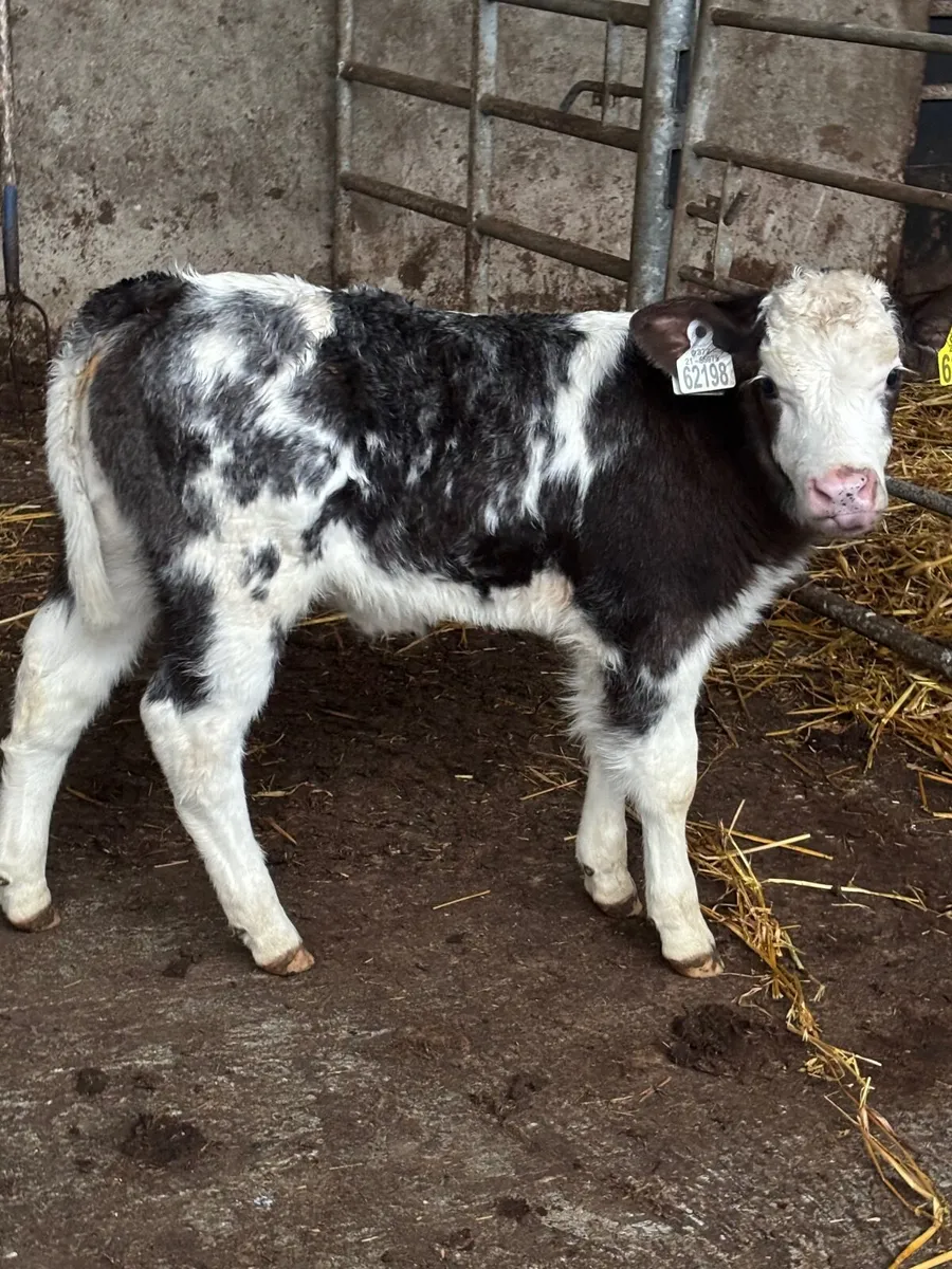 Outstanding Suckler bred Blue calf - Image 1