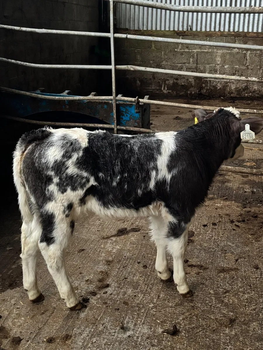 Outstanding Suckler bred Blue calf - Image 3