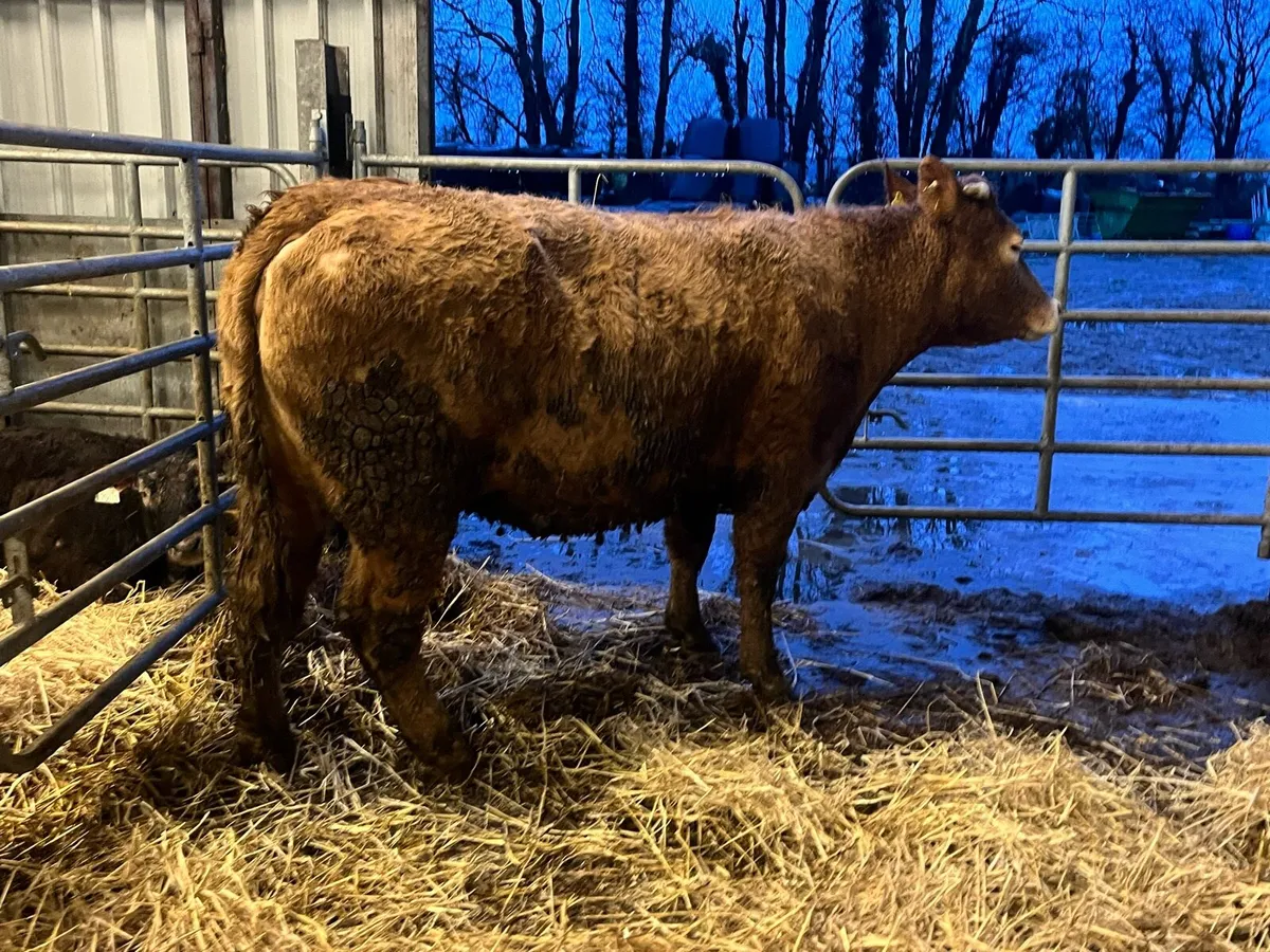 Super 5 Star limousine cross springer - Image 1