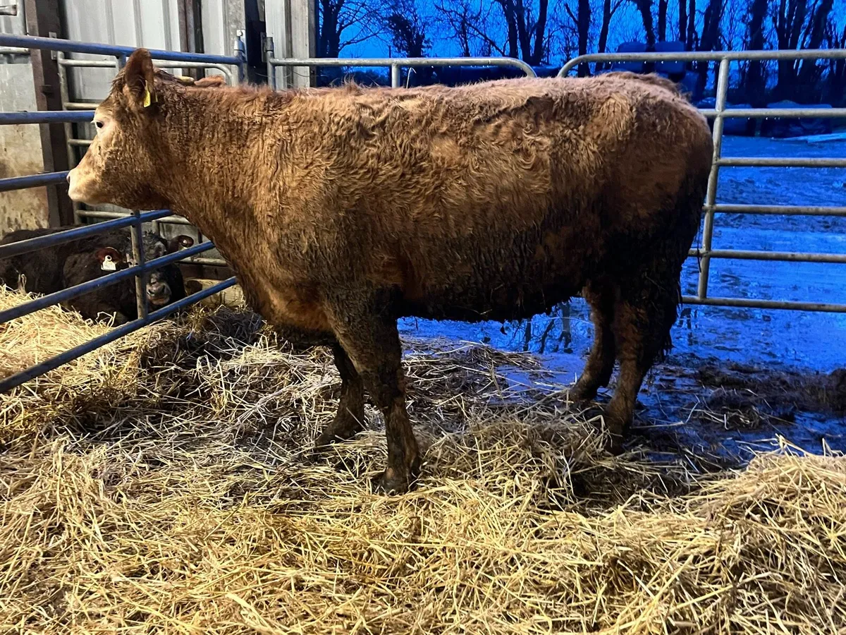 Super 5 Star limousine cross springer - Image 3