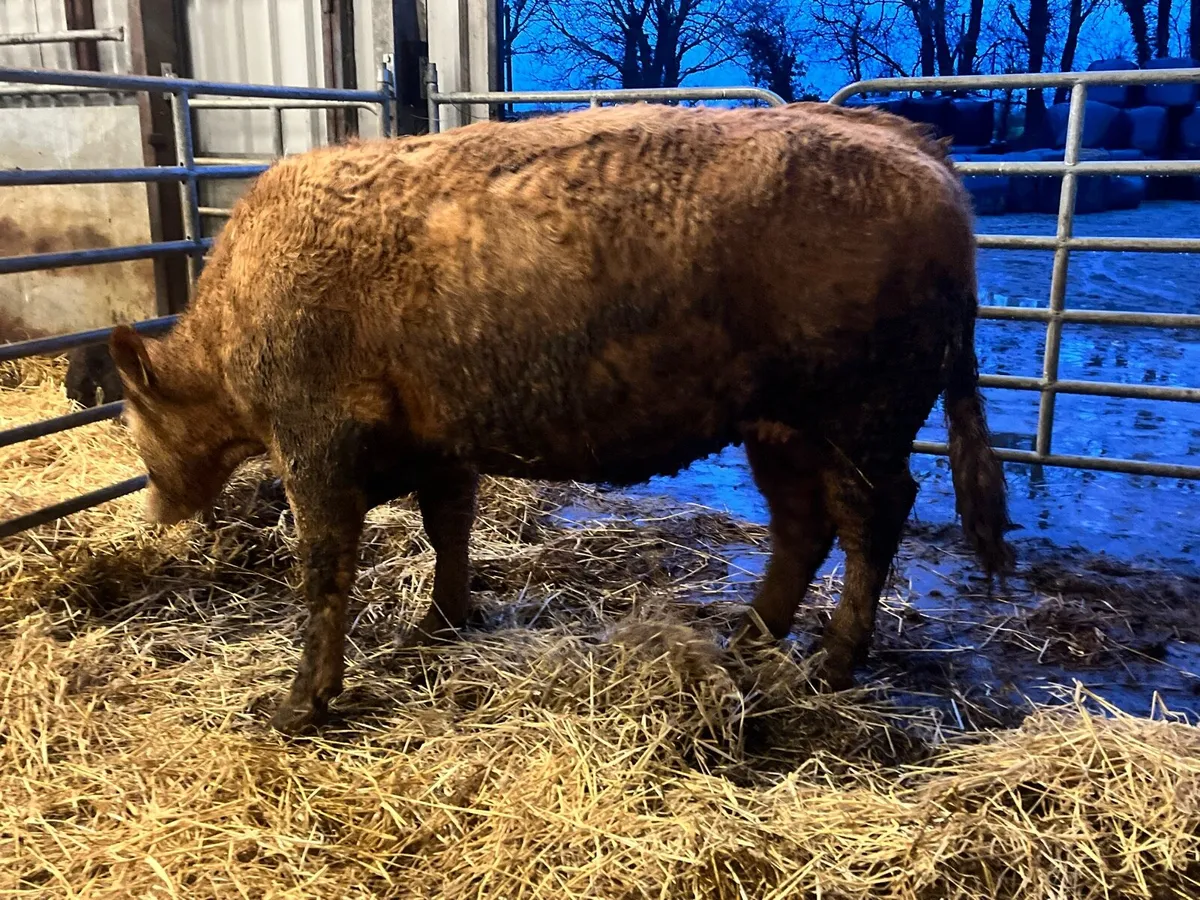 Super 5 Star limousine cross springer - Image 4