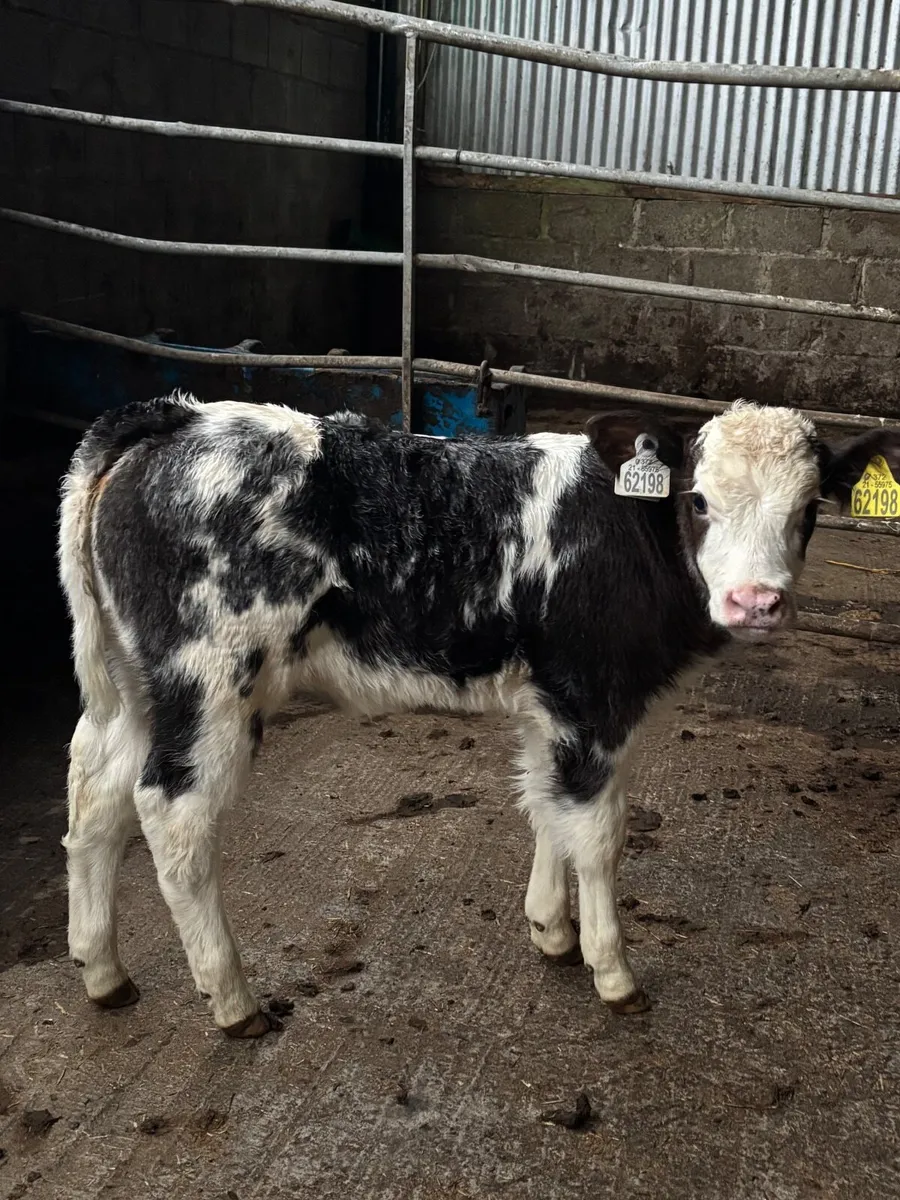 Outstanding Suckler bred Blue calf - Image 4