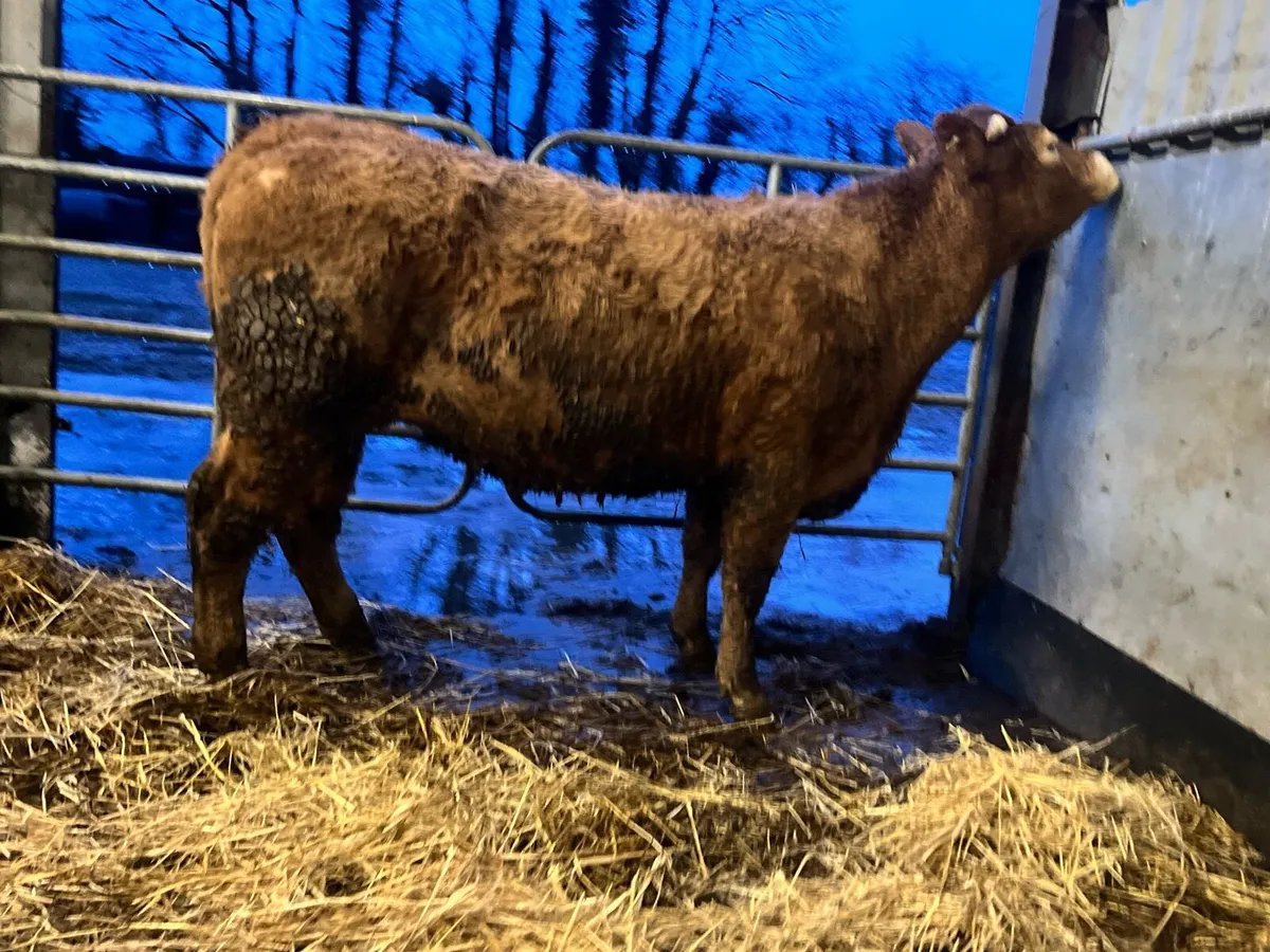 Super 5 Star limousine cross springer - Image 2