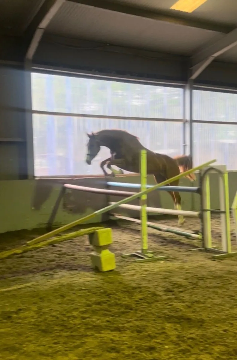 Stunning Irish sports horse filly - Image 3