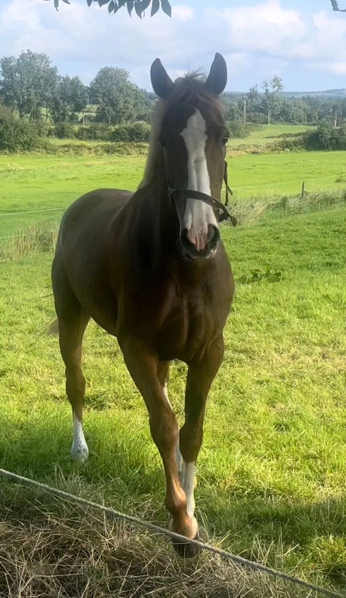 Stunning Irish sports horse filly - Image 2