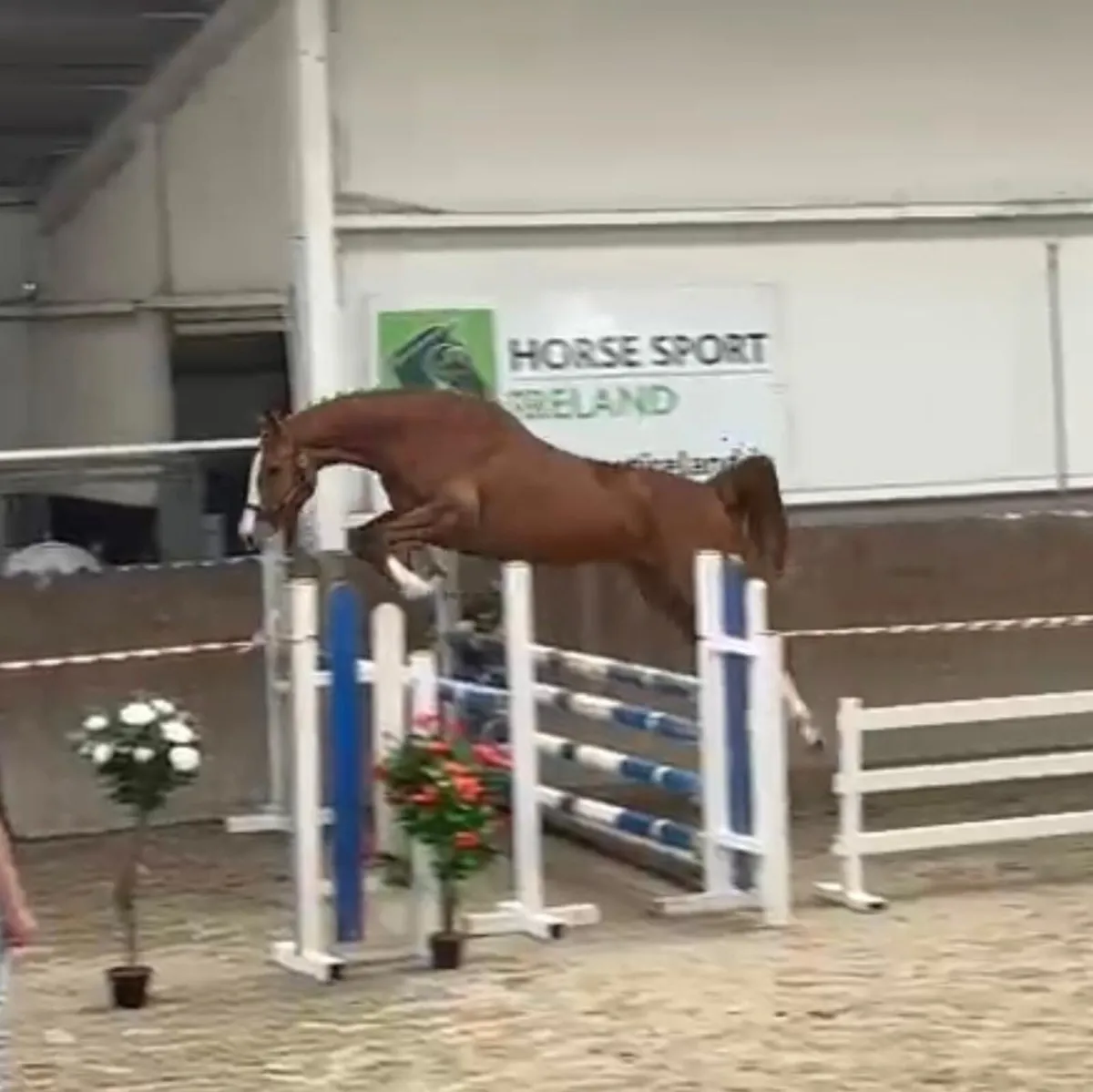 Stunning Irish sports horse filly - Image 1