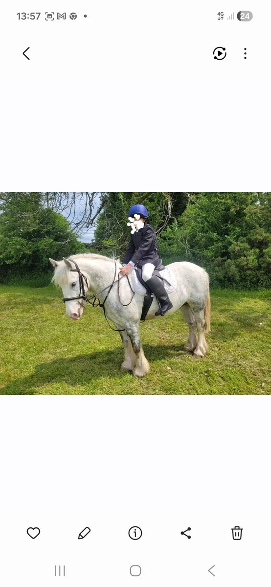 Pony Club Pony - Image 1