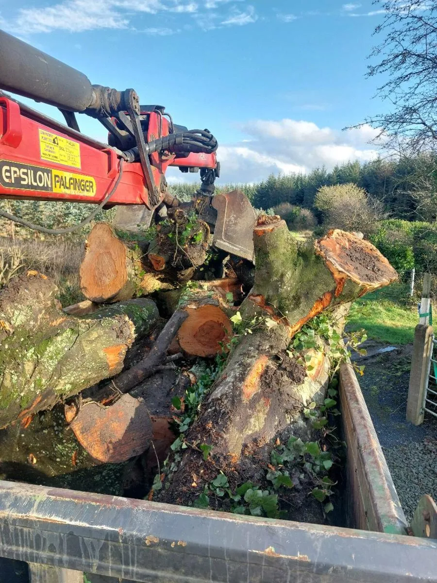 Tree felling and removal - Image 2
