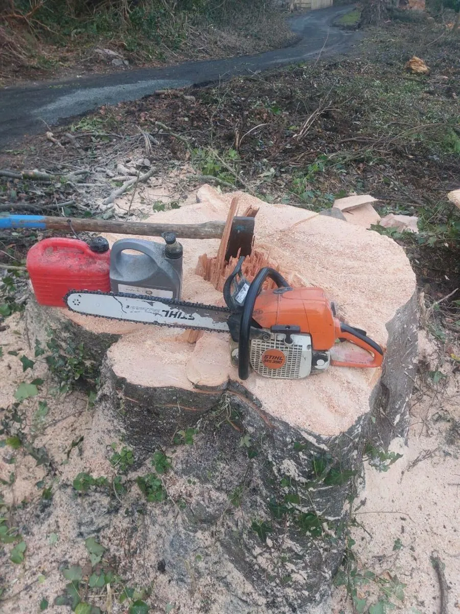 Tree felling and removal - Image 3