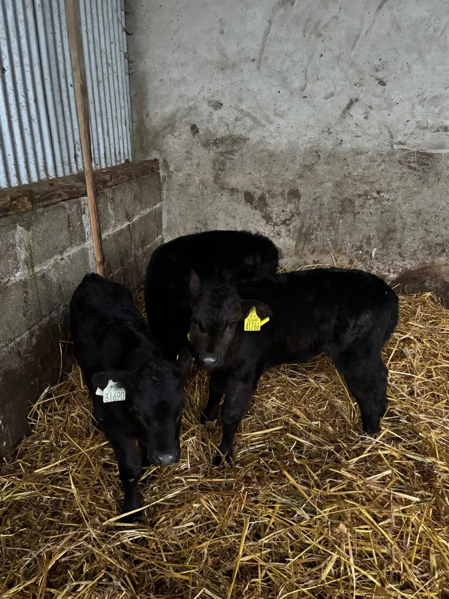 3 Angus heifer calves (€1000) - Image 2
