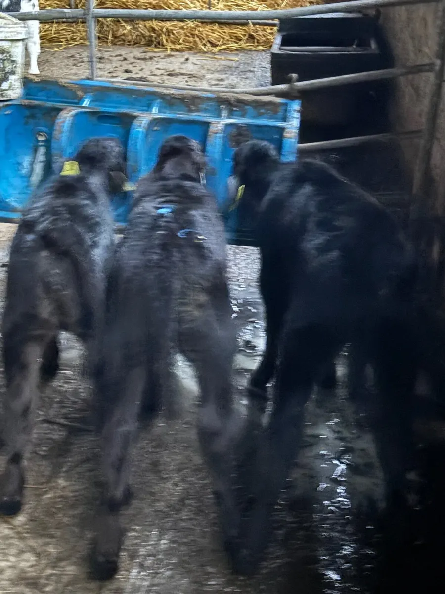 3 Angus heifer calves (€1000) - Image 1