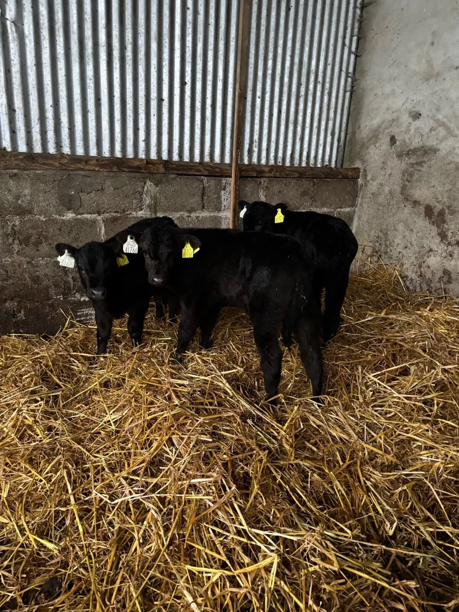 3 Angus heifer calves (€1000) - Image 4