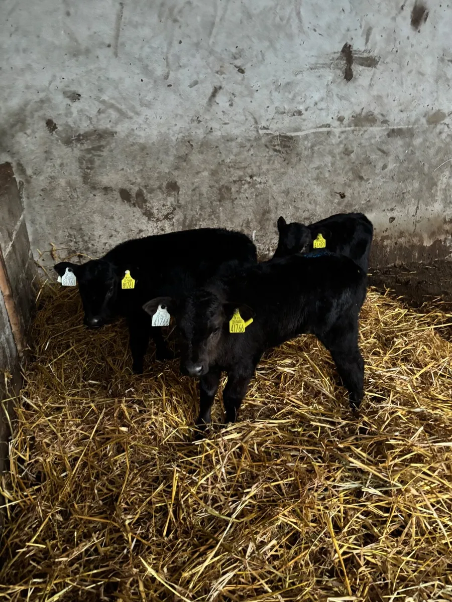 3 Angus heifer calves (€1000) - Image 3