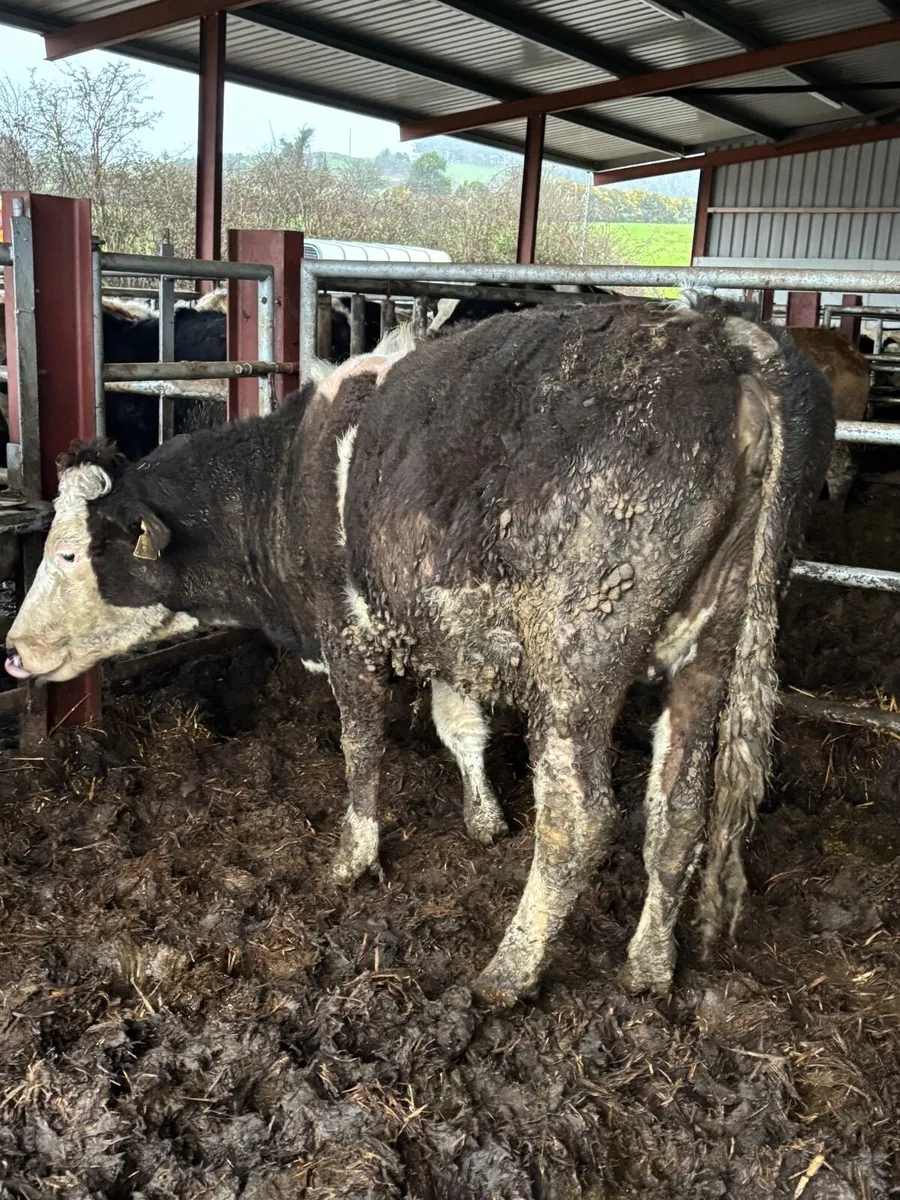 Simmental in Heifers - Image 2