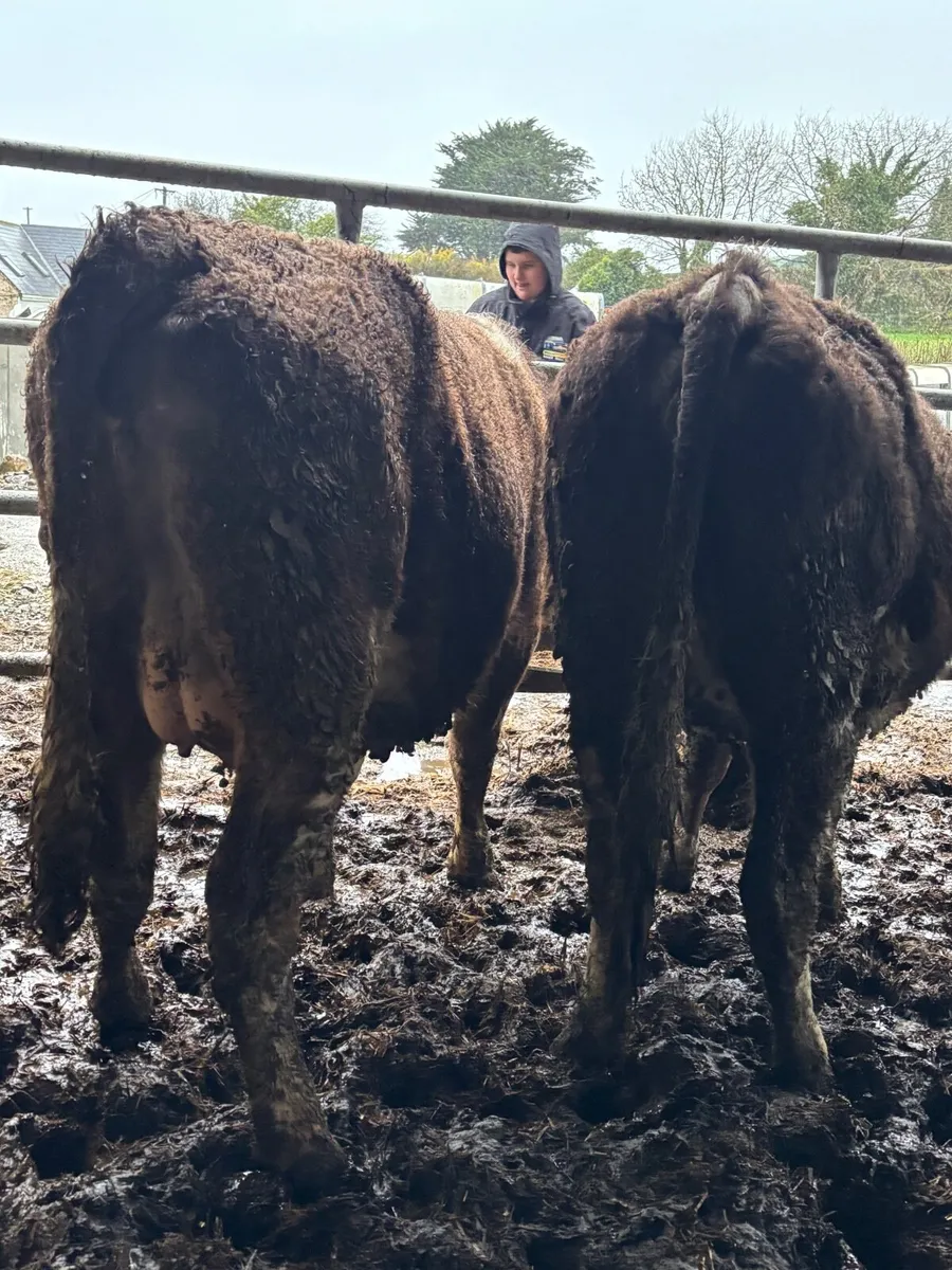 Simmental in Heifers - Image 1