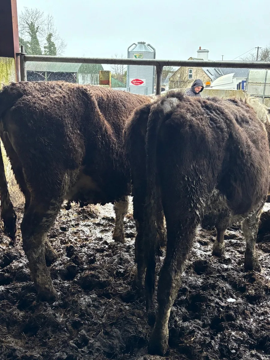 Simmental in Heifers - Image 3