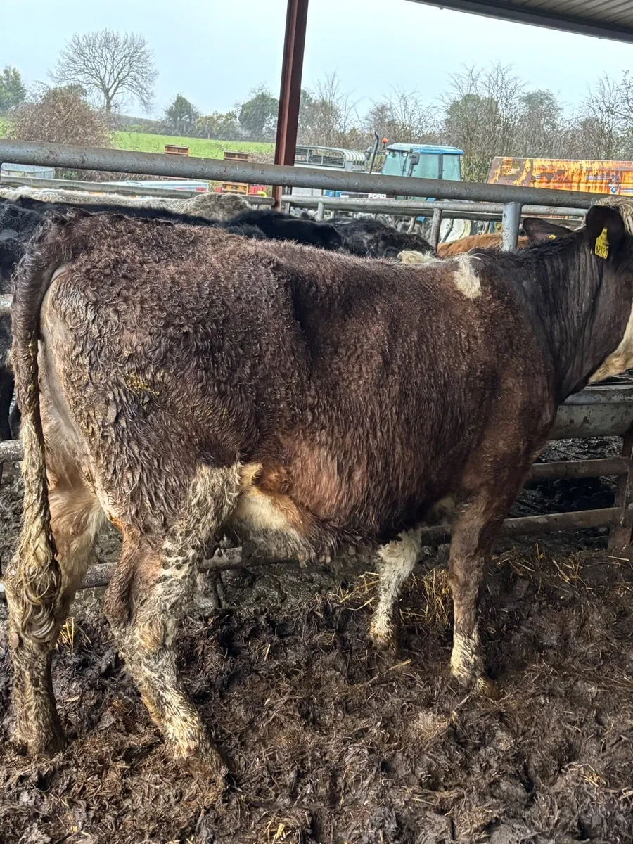 Simmental in Heifers - Image 4