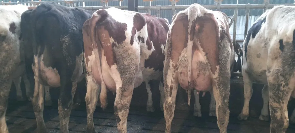 Pedigree heifers - Image 1