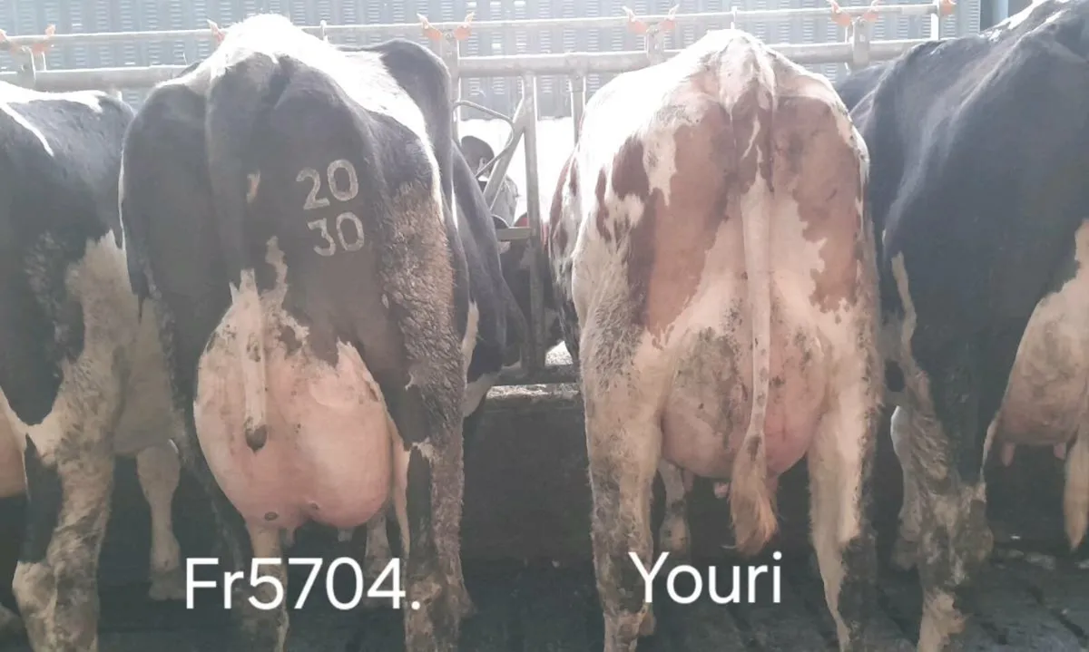 Pedigree heifers - Image 2