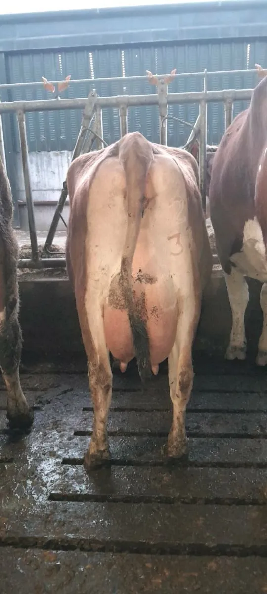 Pedigree heifers - Image 3