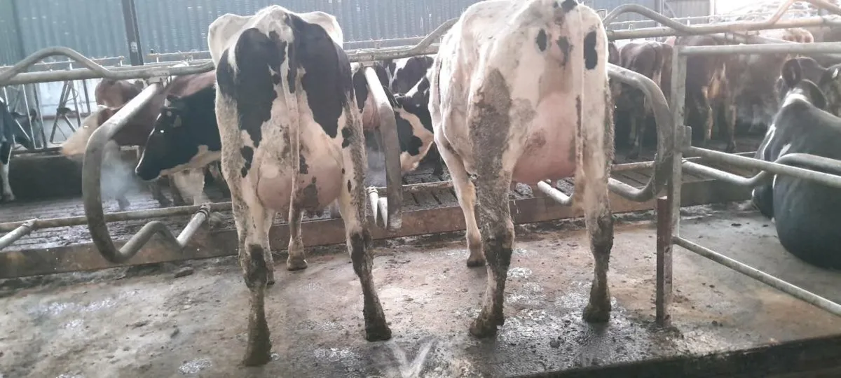 Pedigree heifers - Image 4