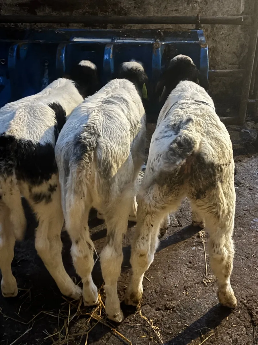🔥🔥3 super Blue heifers🔥🔥 - Image 2