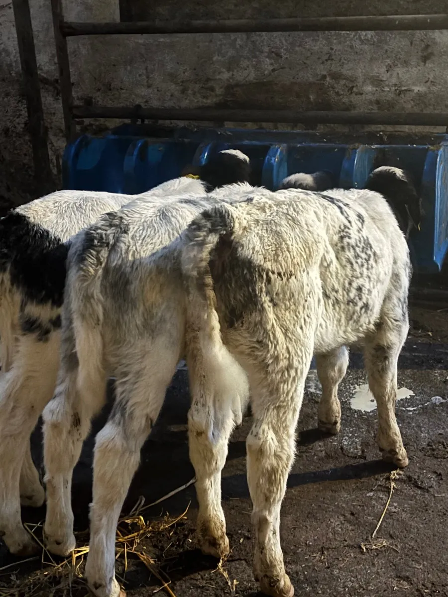 🔥🔥3 super Blue heifers🔥🔥 - Image 4