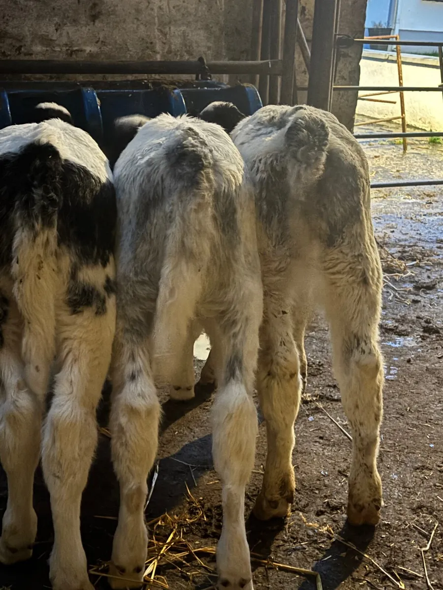 🔥🔥3 super Blue heifers🔥🔥 - Image 1