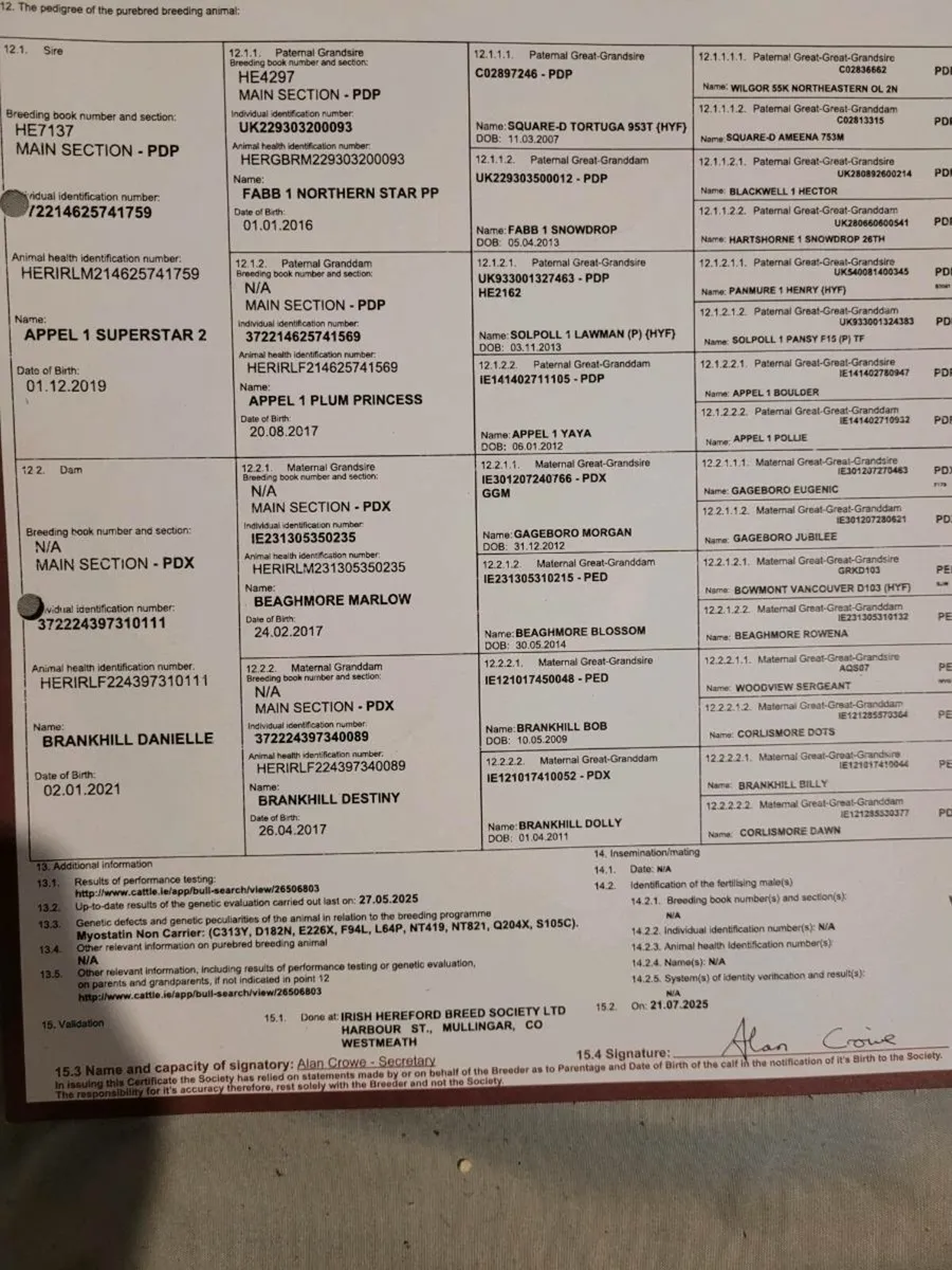 PBR Hereford bull - Image 2