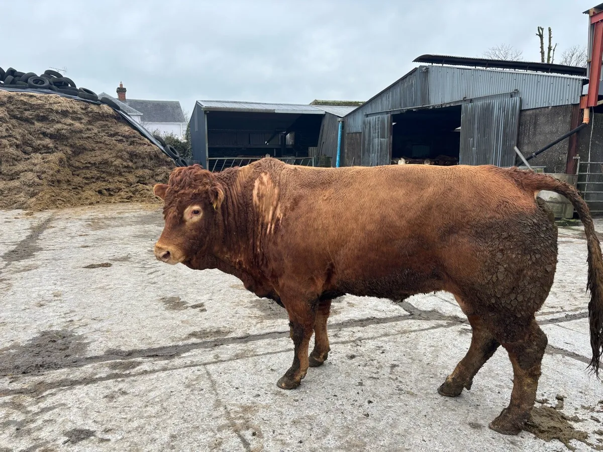 Limousin Bull - Image 1