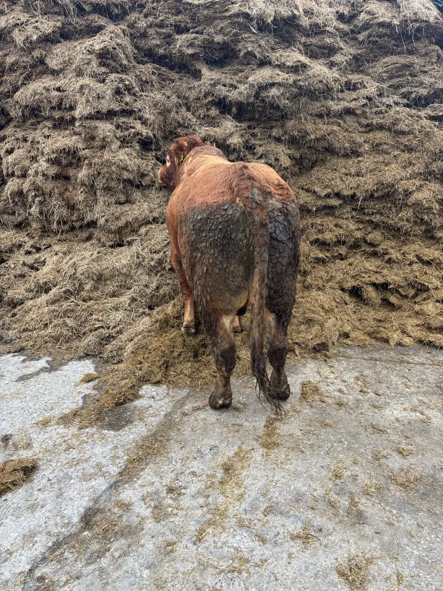 Limousin Bull - Image 3