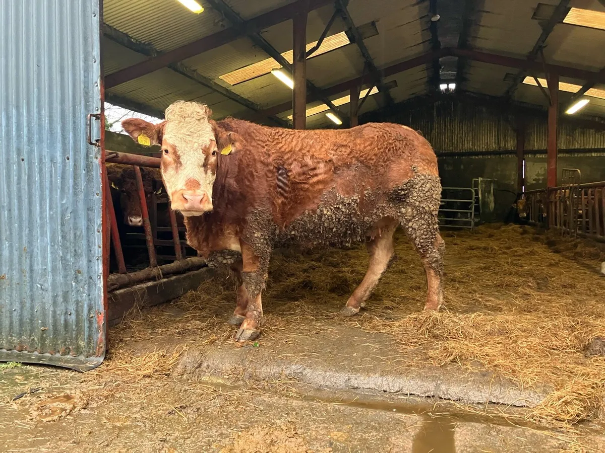 Carnaross Mart Tues eve 17 Feb - Suckler Cow - Image 1